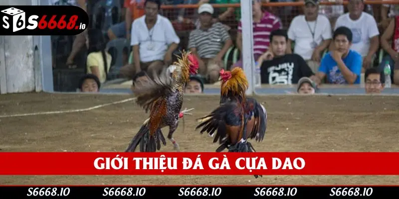 Tìm hiểu vài nét về hình thức đá gà cựa dao ở nhà cái S666