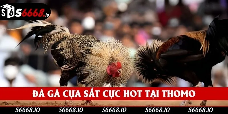 Những trận chiến cựa sắt cực hot
