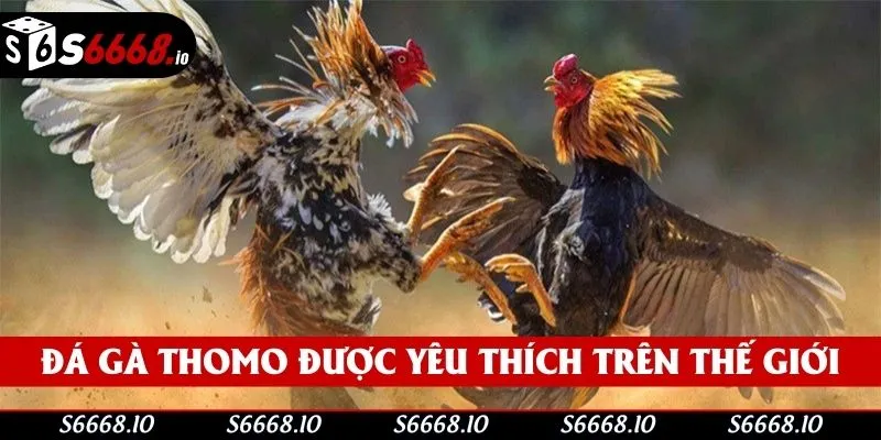 Đá Gà Thomo - Loại Hình Giải Trí Đặc Sắc Và Hấp Dẫn